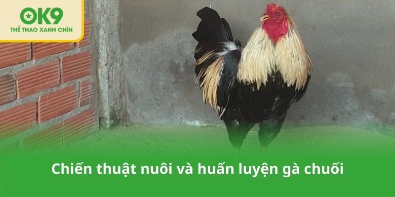 Chiến thuật nuôi và huấn luyện gà chuối