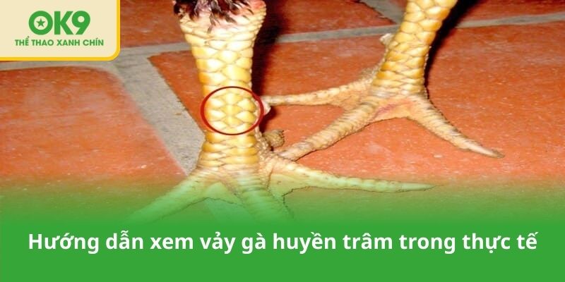 Hướng dẫn áp dụng xem vảy gà huyền trâm trong thực tế