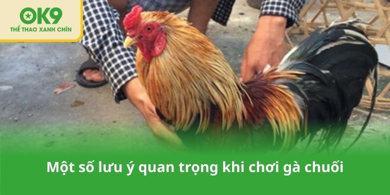Một số lưu ý quan trọng khi chơi gà chuối