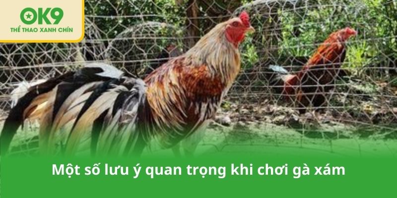 Một số lưu ý quan trọng khi chơi gà xám