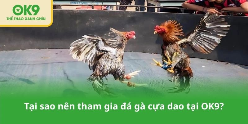 Tại sao nên tham gia đá gà cựa dao tại OK9